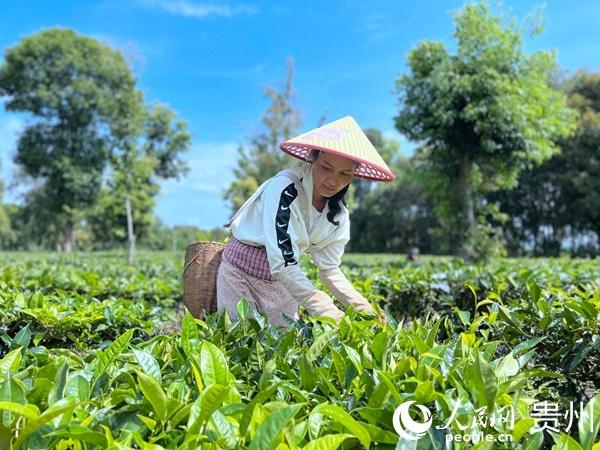 云南景谷：因山而兴 因绿而盛