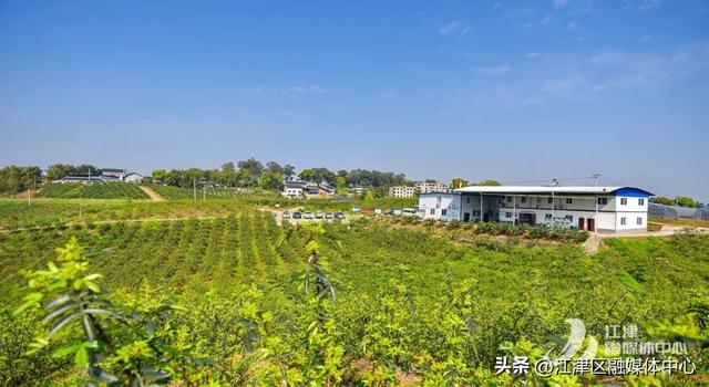 江津青花椒种植基地上榜全国美食地图