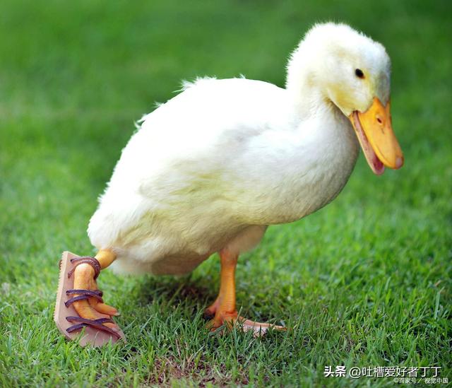 新手养宠物鸭容易犯的错误