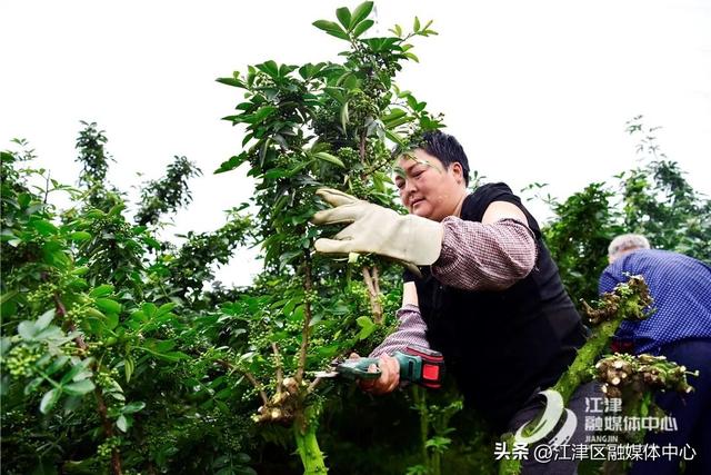 江津青花椒种植基地上榜全国美食地图