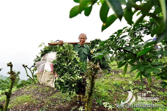 江津青花椒种植基地上榜全国美食地图