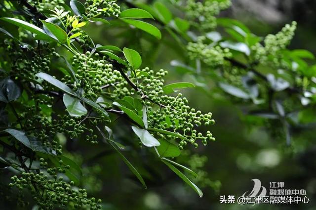 江津青花椒种植基地上榜全国美食地图