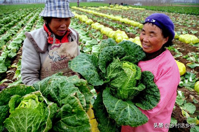 七旬老人分享，白菜、萝卜等蔬菜这样追肥，产量提高五成