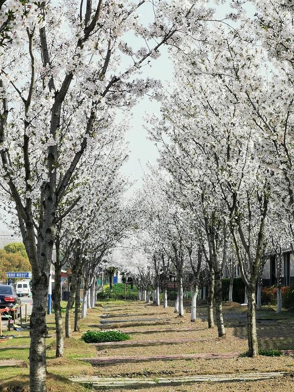 上海将建“虹桥花谷”打造综合性花卉产业园