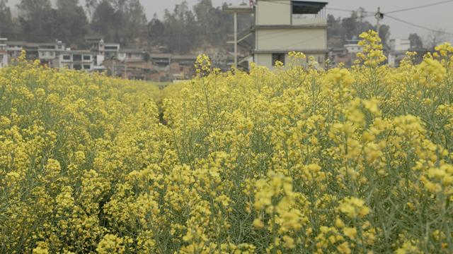 乡味｜云南牟定：“小腐乳”做成“大产业”