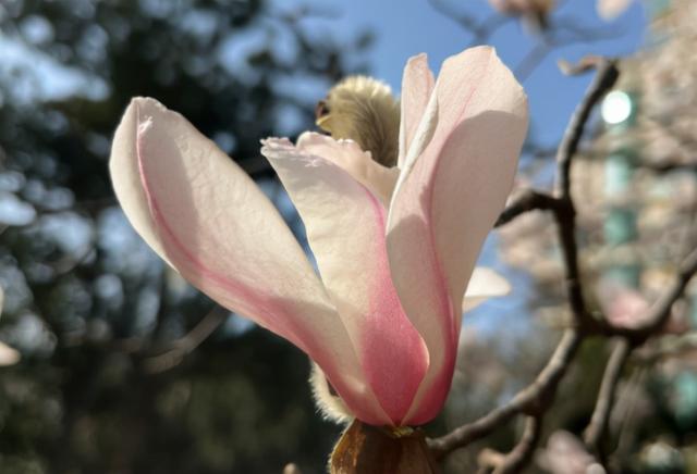 市花绽放！上这儿看~