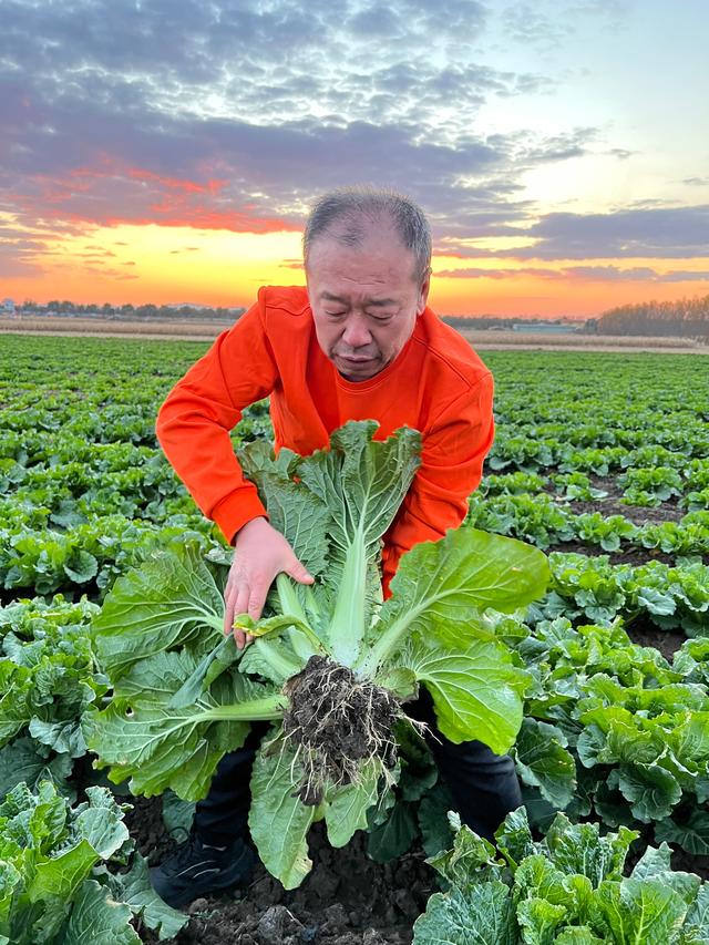 一日转发10万＋ 直播超10小时，有机白菜只送不卖，我们的溯源故事