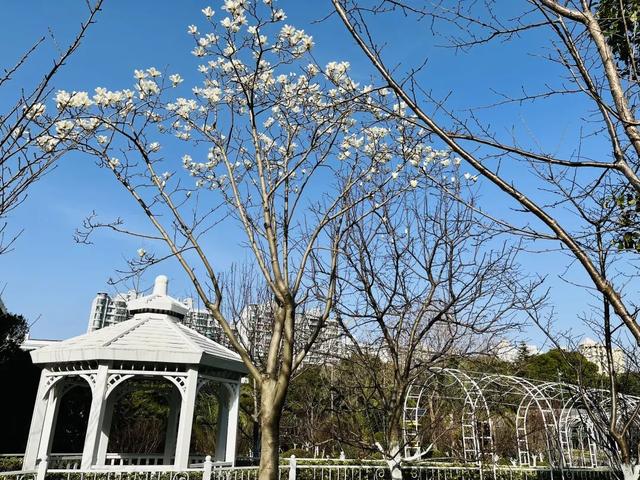 市花绽放！上这儿看~