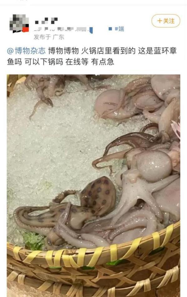 网友吃火锅发现菜里有剧毒章鱼！律师：如致严重后果商家可能涉罪