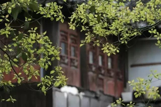 烟雨夜读｜水风空落眼前花