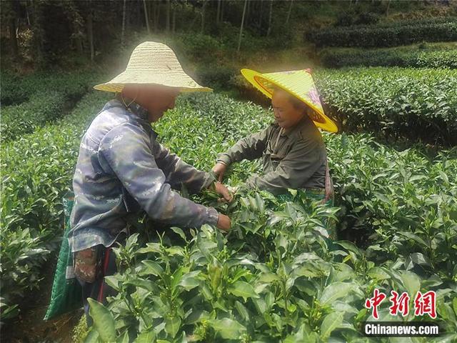 （中国这十年·吾乡）“白茶之乡”走上智慧生态新茶路