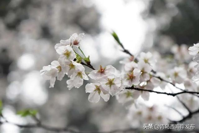 看“花”了! 颜值爆表的校园春色，你pick哪个？