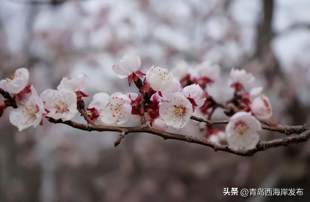 看“花”了! 颜值爆表的校园春色，你pick哪个？