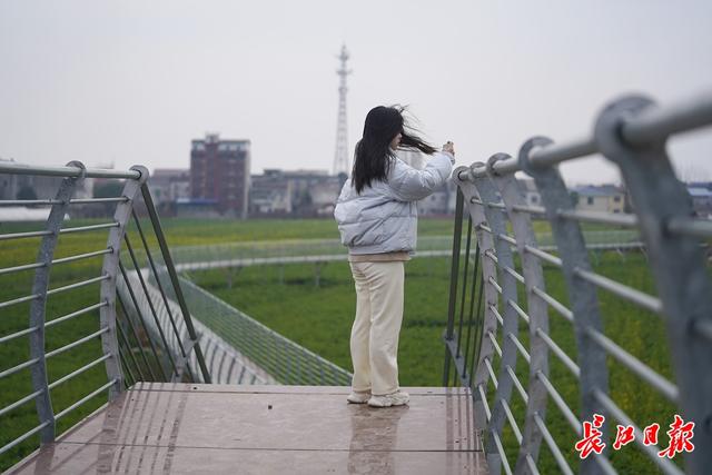 油菜花开