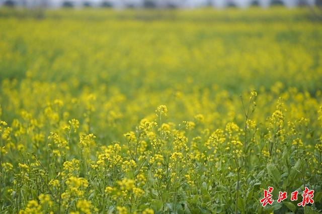 油菜花开