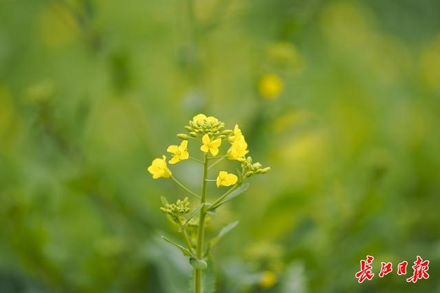 油菜花开