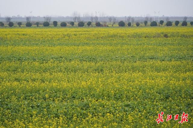 油菜花开