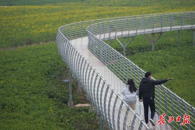 油菜花开