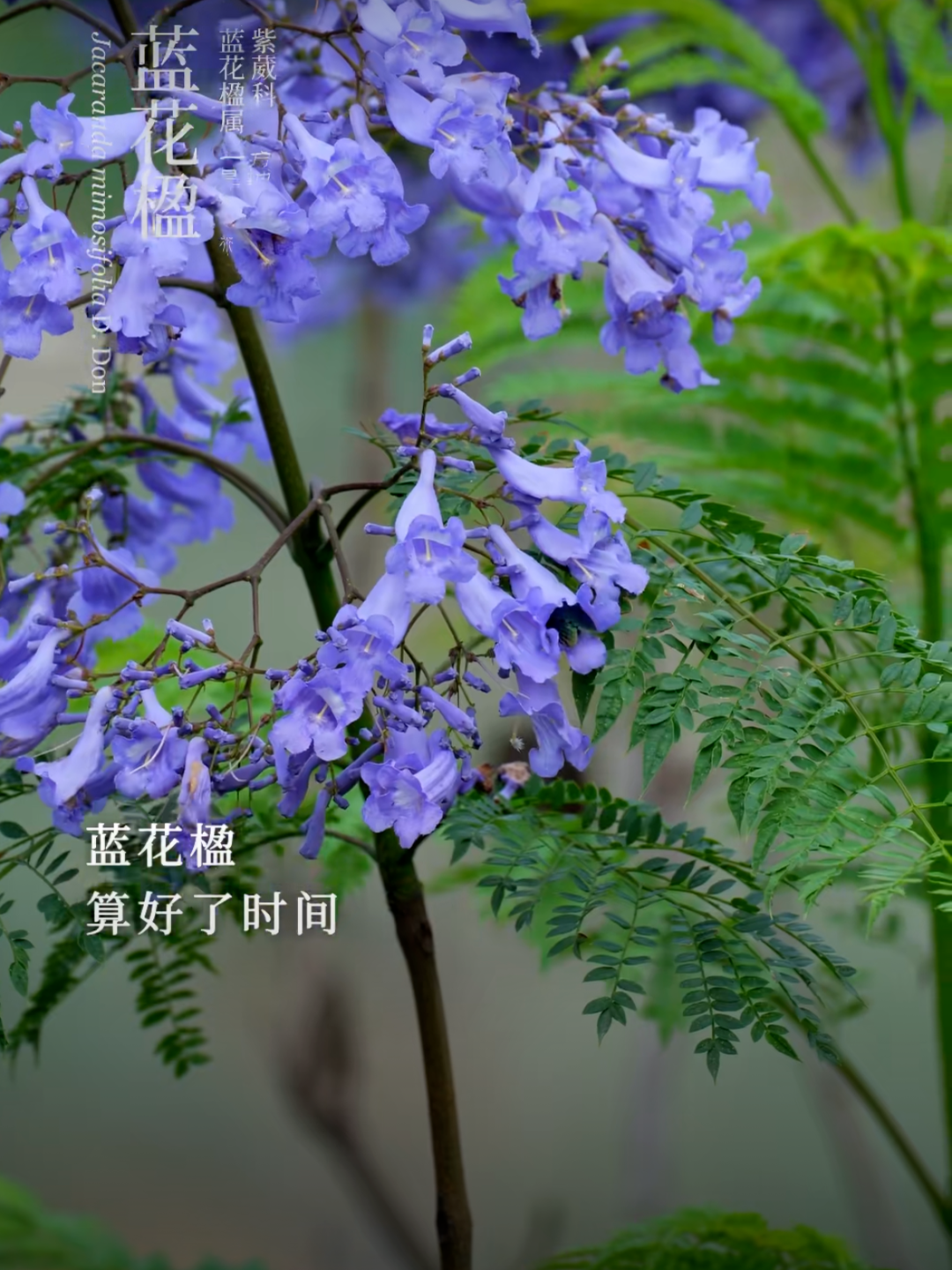 立夏丨喜欢夏天和你笑起来的样子