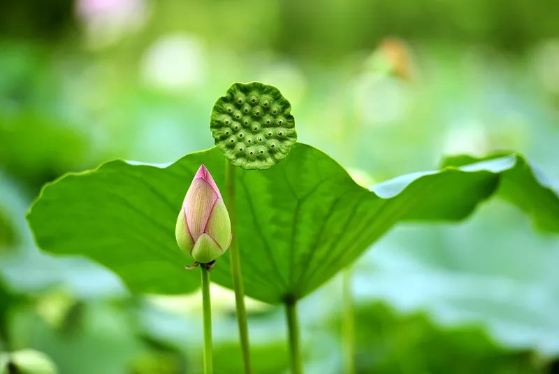 立夏丨喜欢夏天和你笑起来的样子