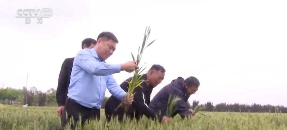 各地加紧粮食作物田间管理 确保长势持续向好