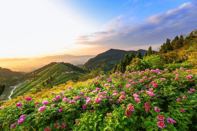 花开了！牡丹已成海，超全赏花指南来袭