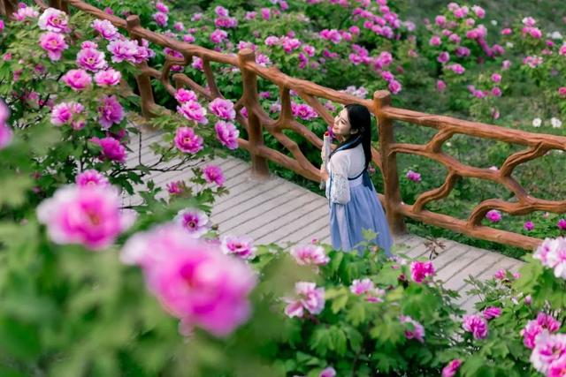 花开了！牡丹已成海，超全赏花指南来袭