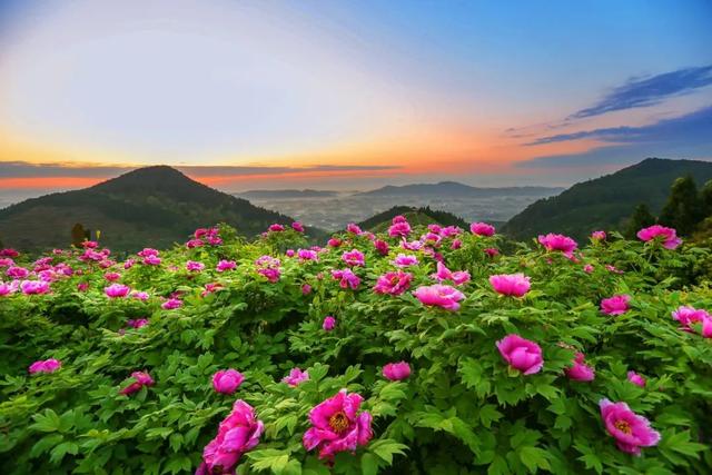 花开了！牡丹已成海，超全赏花指南来袭