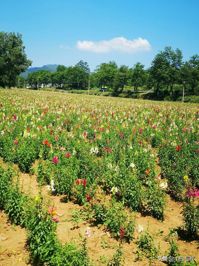 北京延琉路上逛四季花海，永宁古镇游著名商业街，昌赤路崖壁望天