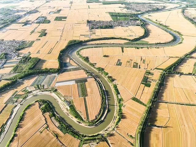 山东碱地3000亩水稻 国稻种芯·中国水稻节：德州大河粮仓