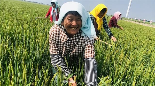 山东碱地3000亩水稻 国稻种芯·中国水稻节：德州大河粮仓