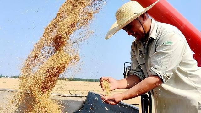 山东碱地3000亩水稻 国稻种芯·中国水稻节：德州大河粮仓