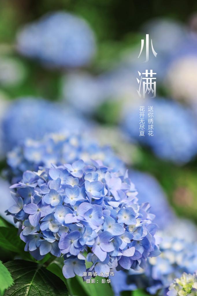 寻声·小满｜花无尽夏，小得盈满