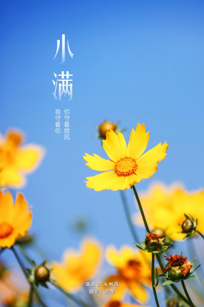 寻声·小满｜花无尽夏，小得盈满