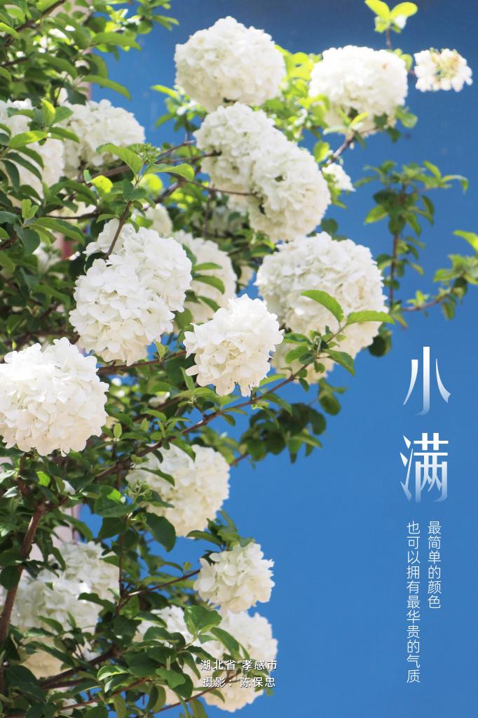 寻声·小满｜花无尽夏，小得盈满