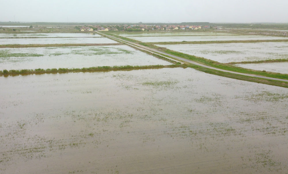 唤醒“沉睡”的盐碱地