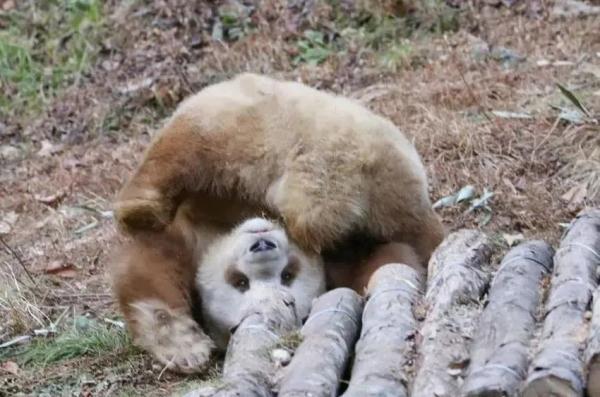 体型肥美～陕西再次发现野生棕色大熊猫 七仔：俺有话说