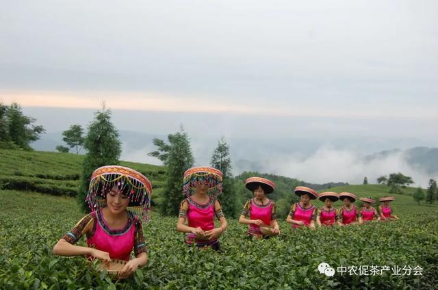 多彩茶乡丨四川泸州纳溪区：北纬30°上的“中国特早茶之乡”