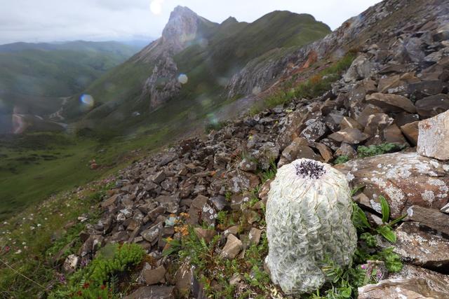 雪兔子遭明星“采摘”背后：曾被晒干卖给游客，保护面临困境