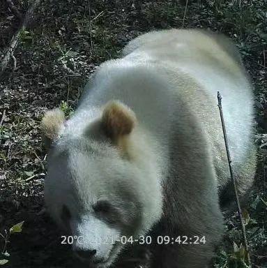 体型肥美～陕西再次发现野生棕色大熊猫 七仔：俺有话说