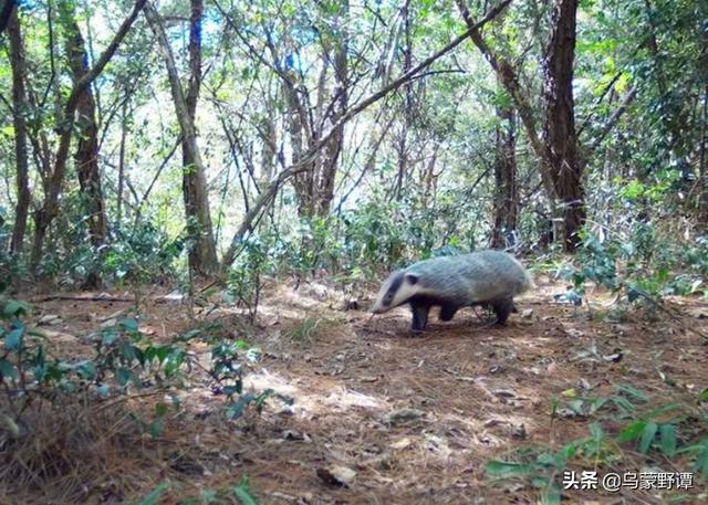 鲁迅造了一个“猹”，先生笔下的“猹”是什么动物，现状如何？