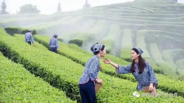 多彩茶乡丨四川泸州纳溪区：北纬30°上的“中国特早茶之乡”