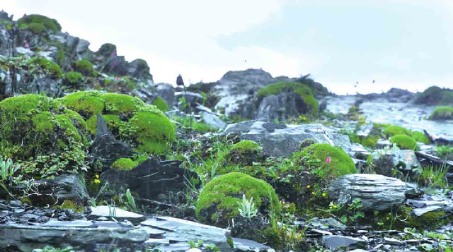 塔黄：一生只开一次花的「高原宝塔」