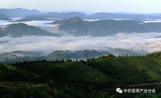 多彩茶乡丨四川泸州纳溪区：北纬30°上的“中国特早茶之乡”