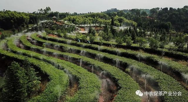 多彩茶乡丨四川泸州纳溪区：北纬30°上的“中国特早茶之乡”