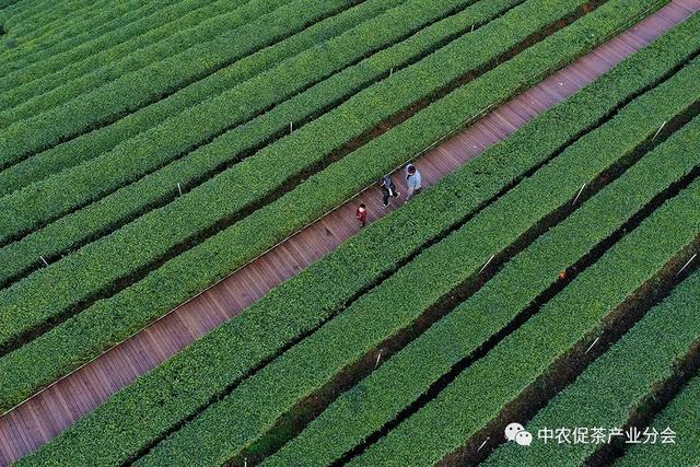 多彩茶乡丨四川泸州纳溪区：北纬30°上的“中国特早茶之乡”