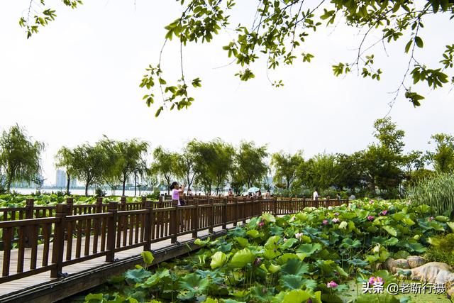 徐州唯一的5A景区，苏公塔是它的地标，春花夏荷美如画