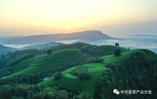 多彩茶乡丨四川泸州纳溪区：北纬30°上的“中国特早茶之乡”