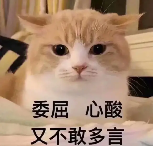 养了那么久的猫，作为主人的你能听懂猫咪在说什么吗？