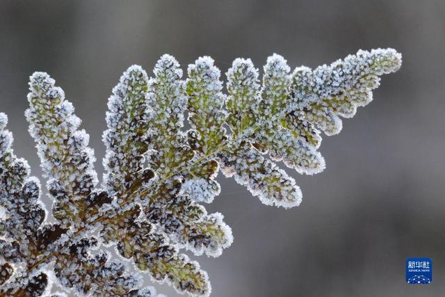 微视界——小雪